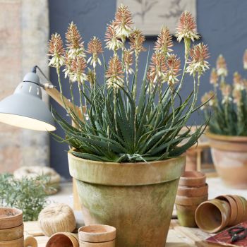 aloe hybride safari collectionSunrise