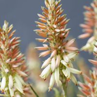 aloe hybride safari collectionSunrise