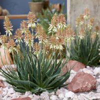 aloe hybride safari collectionSunrise