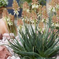 aloe hybride safari collectionSunrise