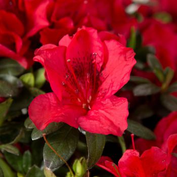 azalea hybride encore &reg;Autumn Fire