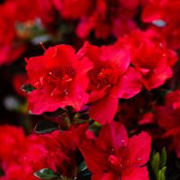Azalea Autumn Fire