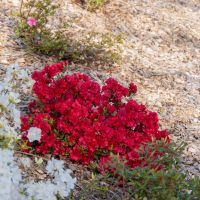 azalea hybride encore &reg;Autumn Fire