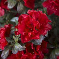 azalea hybride encore &reg;Autumn Fire