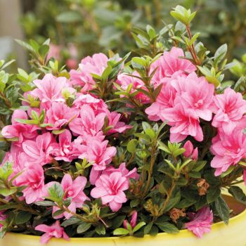 azalea japonica encore &reg;Empress
