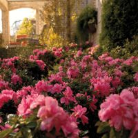 azalea japonica encore &reg;Empress