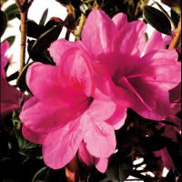 azalea japonica encore &reg;Empress