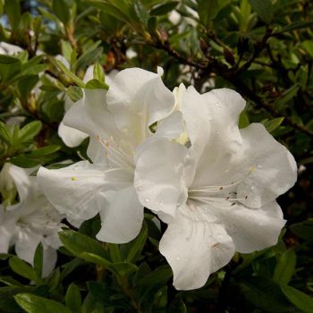 azalea hybride encore &reg;Ivory