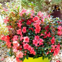 azalea japonica encore &reg;Princess
