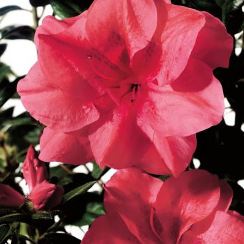 azalea japonica encore &reg;Princess