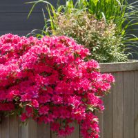 azalea japonica encore &reg;Sangria