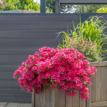 azalea japonica encore &reg;Sangria