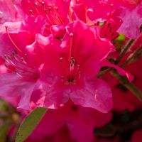 azalea japonica encore &reg;Sangria