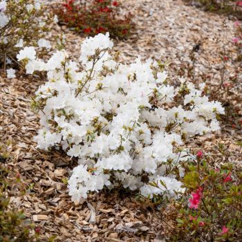 azalea japonica encore &reg;Starlite