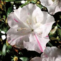 azalea japonica encore &reg;Starlite