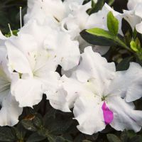 azalea japonica encore &reg;Starlite