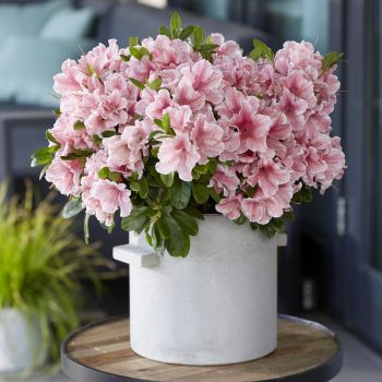 azalea hybride encore &reg;Sunburst