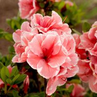 Azalea Sunburst