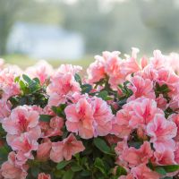 azalea hybride encore &reg;Sunburst