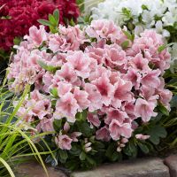 azalea hybride encore &reg;Sunburst