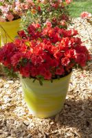 azalea japonica encore &reg;Sunset