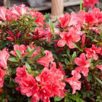 azalea japonica encore &reg;Sunset