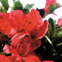 azalea japonica encore &reg;Sunset