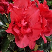 Azalea Autumn Creach
