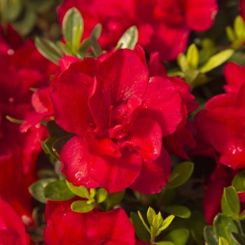 azalea hybride encore &reg;Bonfire