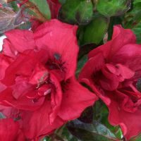 azalea hybride encore &reg;Bonfire