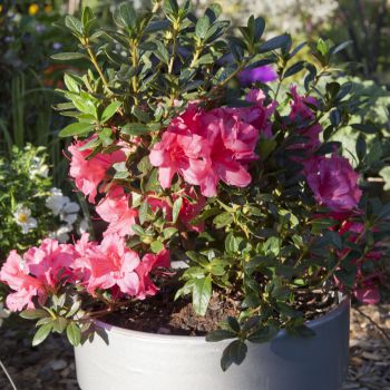 azalea japonica encore &reg;Carnival