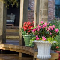 azalea japonica encore &reg;Carnival