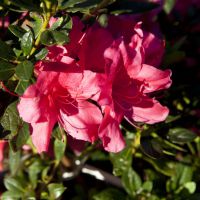 azalea japonica encore &reg;Carnival