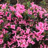 azalea japonica encore &reg;Carnival