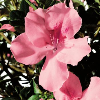 azalea japonica encore &reg;Debutante