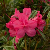 azalea hybride encore &reg;Jewel
