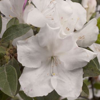 azalea hybride encore &reg;Lily