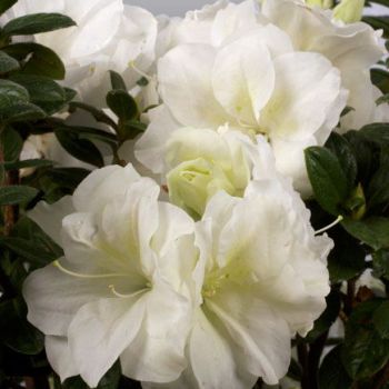 azalea hybride encore &reg;Moonlight