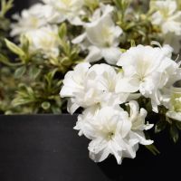 azalea hybride encore &reg;Moonlight
