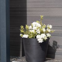 azalea hybride encore &reg;Moonlight