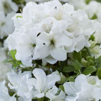 Azalea Pure White