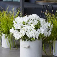azalea hybride encore &reg;Pure White