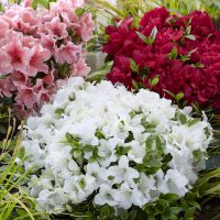 azalea hybride encore &reg;Pure White