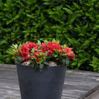 azalea japonica encore &reg;Ruby