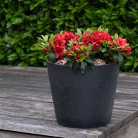 azalea japonica encore &reg;Ruby