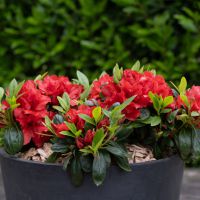 azalea japonica encore &reg;Ruby
