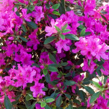 azalea hybride encore &reg;Shortly