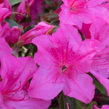 azalea japonica encore &reg;Sundance