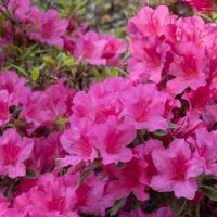 azalea japonica encore &reg;Sundance