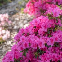 azalea japonica encore &reg;Sundance